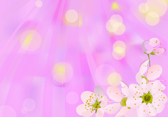 light cherry flowers on pink background
