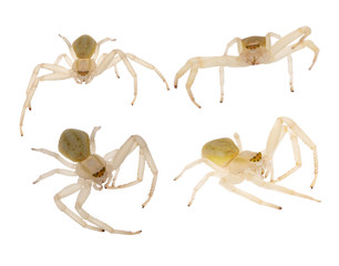 four small isolated spiders
