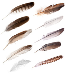 tien veren van verschillende vogels