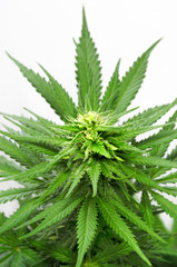 Fototapeta na wymiar Kobieta marihuany w Kwiat