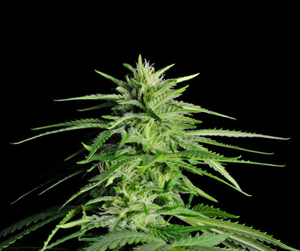Potent Medical Marijuana Plant