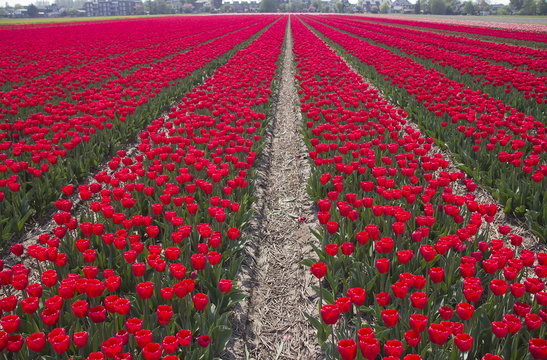Flowers in Holland