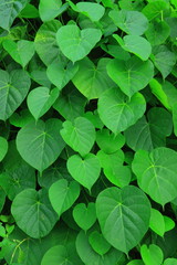 Green  leaf  background