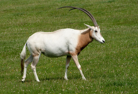 Scimitar Horned Oryx with magnificent horns
