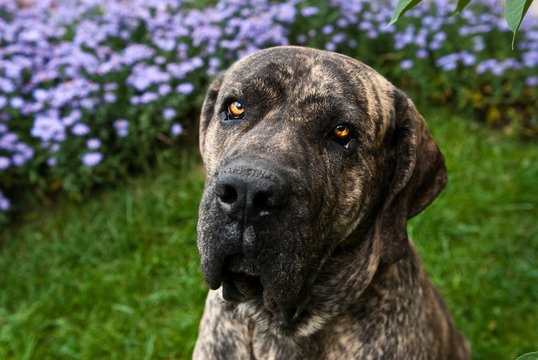portrait of Brazilian Mastiff or Fila Brasileiro at the park Stock Photo |  Adobe Stock