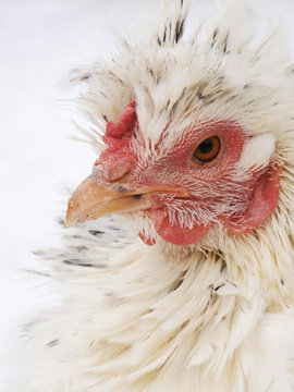 Proud chicken