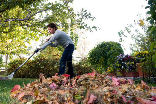 Adult Woman Raking Autumn Leafs On Grass.