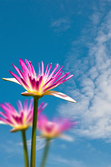 Pink lotus flower and blue sky