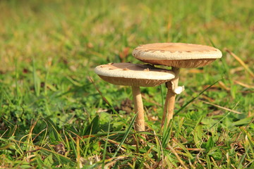 Macrolepiota konradii edible.