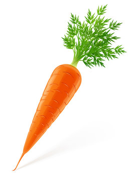 Carrot With Top Vector Illustration Isolated On White Background