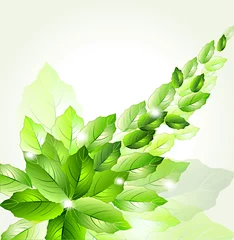 Foto op Plexiglas green leaves. vector illustration © blina