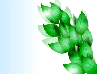 Deurstickers green leaves. vector illustration © blina