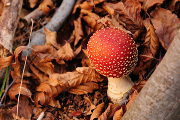 Amanite muscaria