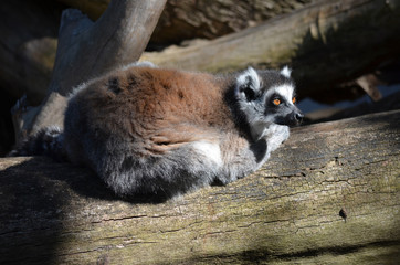 lemur