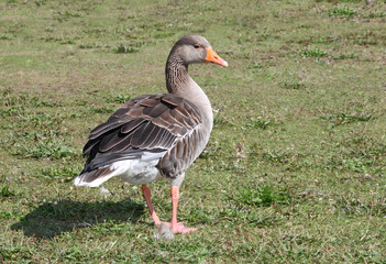 A Greylag Goose on the Grass on a Hot Sunny Day.