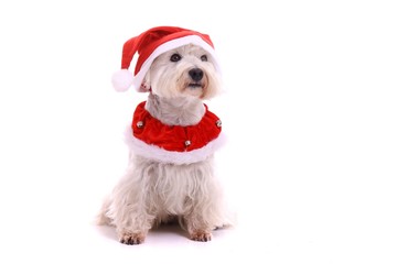 Hund Westie im Weihnachtsmann Kostüm rechts schauend
