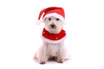 Hund Westie im Weihnachtsmann Kostüm vorne schauend