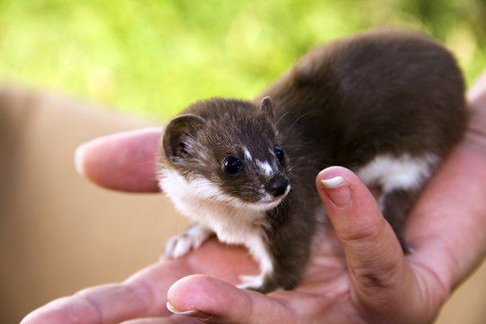 Least weasel baby (Mustela nivalis)