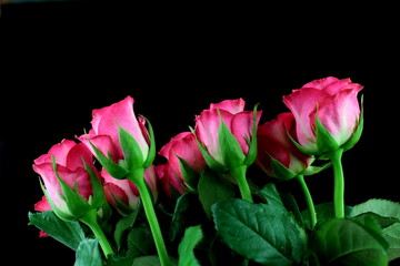 Pink roses bouquet,  isolated on black background