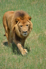 Obraz na płótnie Canvas lion on the move