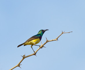 Fototapeta premium Variable Sunbird