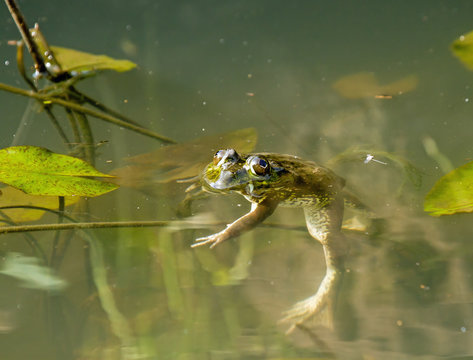 Frog Floating