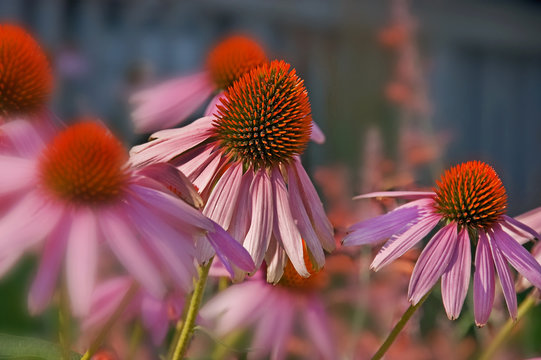 Echinacea Pallida Pink Coneflower