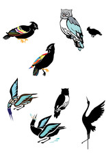 Different types of birds