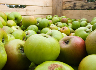 Fresh apples