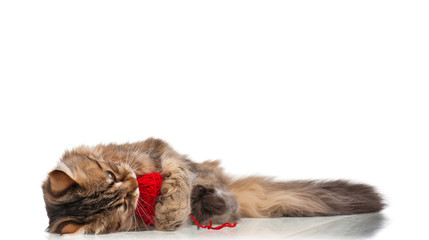 Obraz premium Cute cat