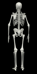 Skeleton