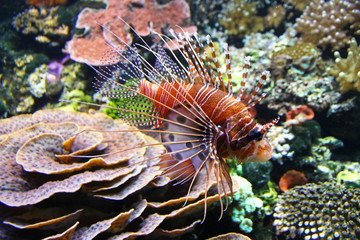 The Red lionfish (Pterois volitans) in the water