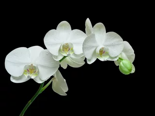 Tuinposter Orchidee Witte orchidee op zwarte achtergrond