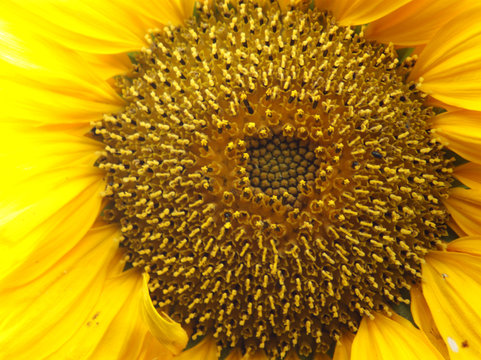 Close up view of a Sunflower