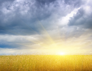 Fototapeta premium Young wheat