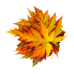 vivid autumn maple leaves isolated on white
