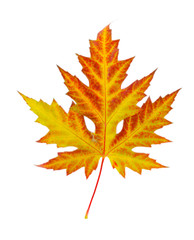 vivid autumn maple leaf isolated on white