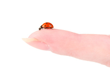 ladybird on finger isolated on white