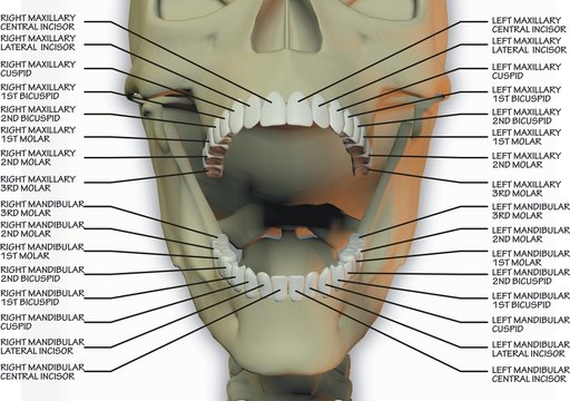 human dental chart