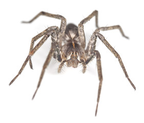 Wolf spider isolated on white background, macro photo
