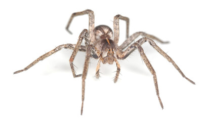 Wolf spider isolated on white background, macro photo