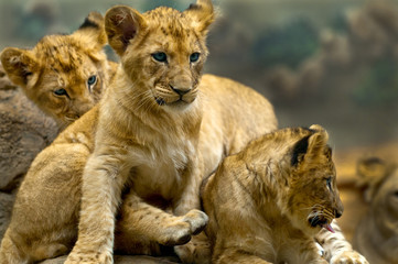Lions