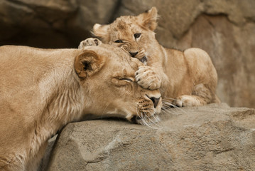 Lions
