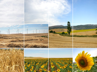 Wind turbines in sunflowers field