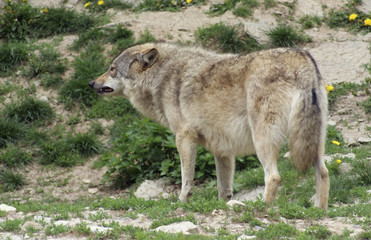Gray Wolf standing in natural ambiance