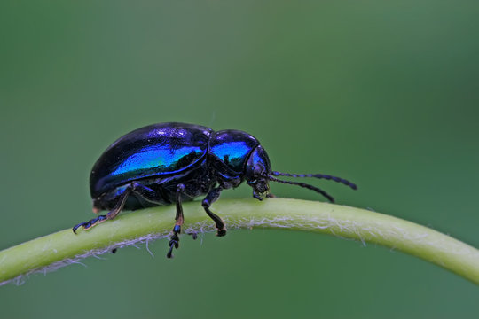 a leaf beetle has a rest