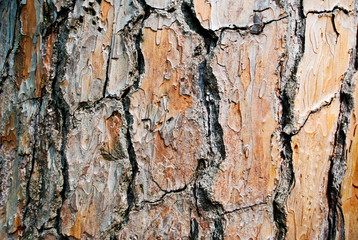 background of bark