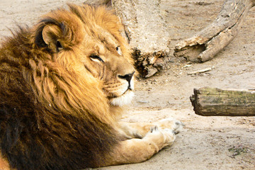 Obraz premium lion on the land