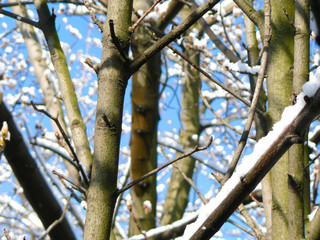 twig with snow