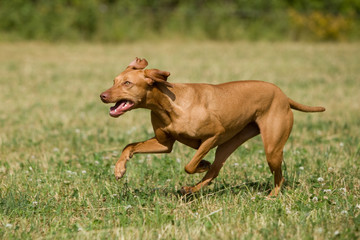 Magyar Vizsla